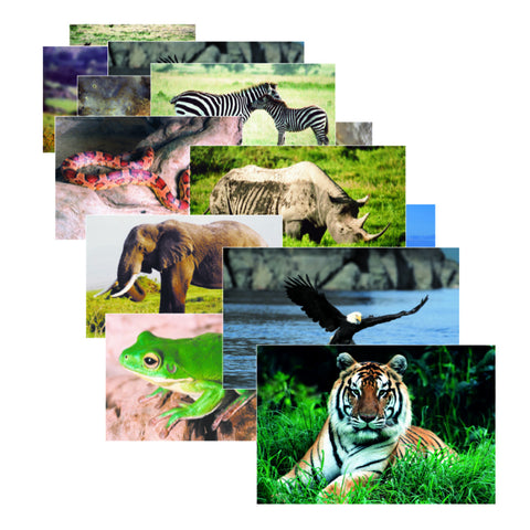 Wild Animals Poster Set
