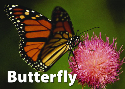 Insects & Bugs Memory Card Game