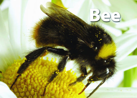Insects & Bugs Memory Card Game